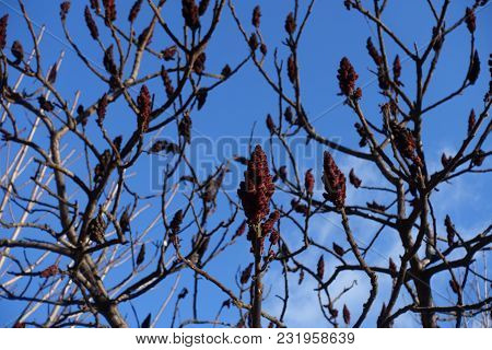 Red Fruit Cluster Of Vinegar Tree Against Blue Sky