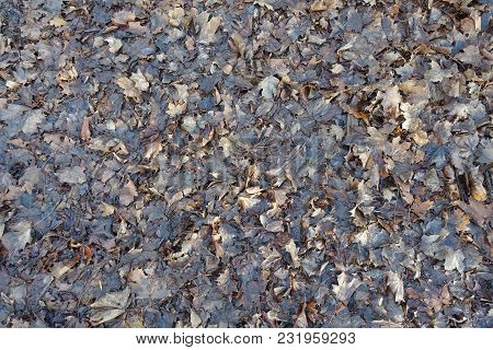Greyish Brown Wet Fallen Leaves From Above