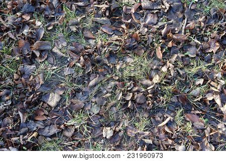 Greyish Brown Fallen Leaves In The Grass In Late Autumn