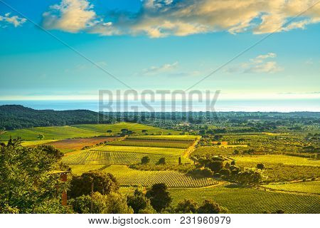 Bolgheri And Castagneto Vineyard Aerial View On Sunset. Maremma Tuscany, Italy, Europe.