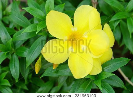 Beautiful Flower, Yellow Sage Rose, West India Holly,  Yellow Alder Or Turnera Ulmifolia Flowers Blo