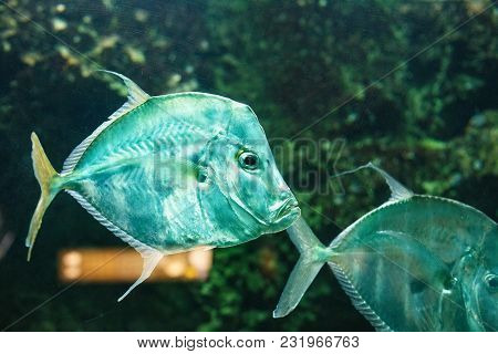 Lookdown Fish (selene Vomer) Behind The Dusty Glass In The Oceanarium.