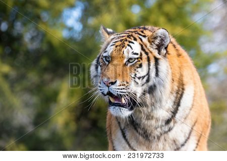 Young adult Siberian tiger, otherwise known as the Amur Tiger, bares his teeth. These big cats are indigenous to far eastern Russia.