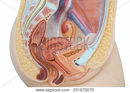 Vagina Structure Model For The Education Physiology.