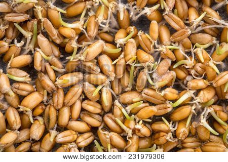 background of sprouting wheat grain (red hard winter wheat)