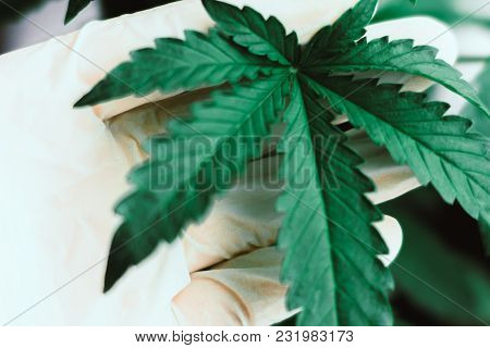 A Leaf Of Marijuana In The Hands Of A Doctor Concepts Of Plant Medical Marijuana Marijuana Leaves, A
