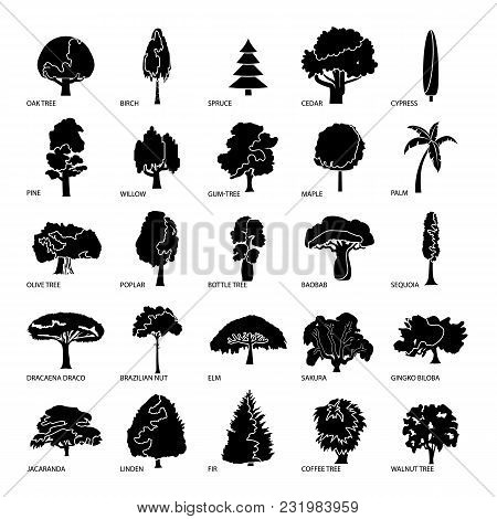 Tree Types Icons Set. Simple Illustration Of 25 Tree Types Vector Icons For Web