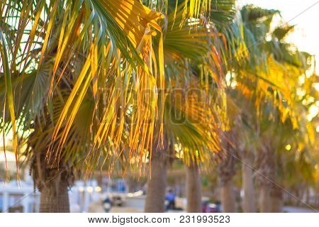 Palm Yellow - Green Tropical Leaves Background Plant