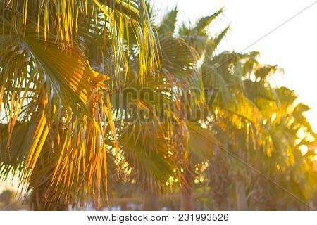 Palm Yellow - Green Tropical Leaves Background Plant