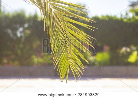 Palm Yellow - Green Tropical Leaves Background Plant