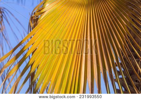 Palm Yellow - Green Tropical Leaves Background Plant Texture
