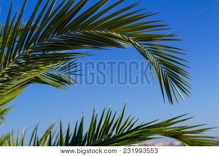 Palm Yellow - Green Tropical Leaves Background Plant