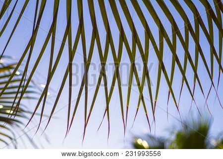 Palm Yellow - Green Tropical Leaves Background Plant