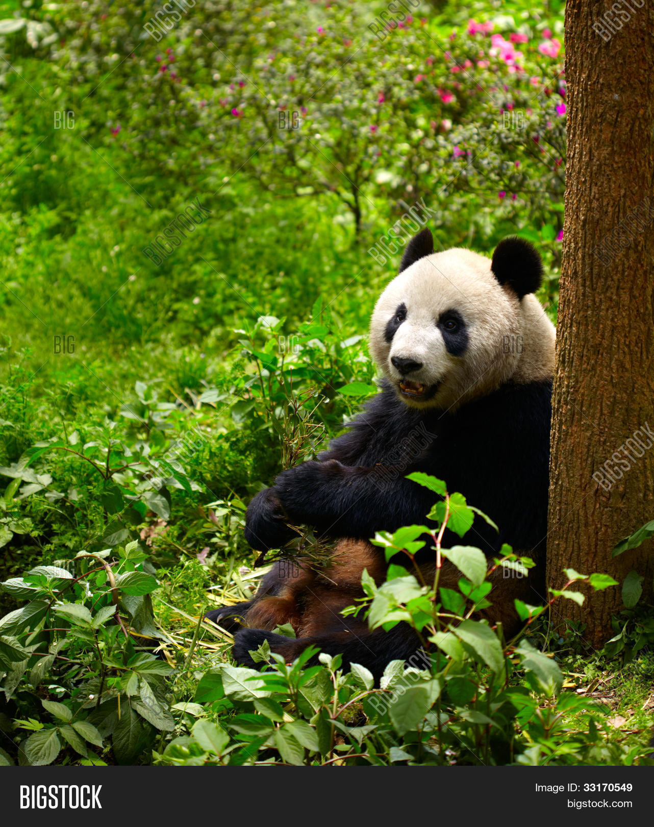 Панда бамбуковый медведь. Бамбуковый лес китай и панда. Китай панда бамбук. Панда на бамбуке. Панда в окошке.
