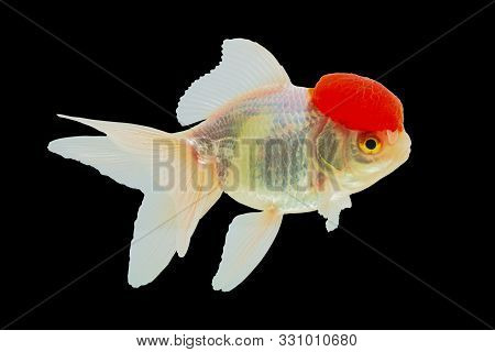 Close-up Shot At Lionhead Goldfish Or Ranchu Goldfish Red Head White Body.