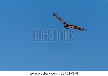 A White-headed Vulture -trigonoceps Occipitalis- Circling Over Etosha National Park, Namibia.