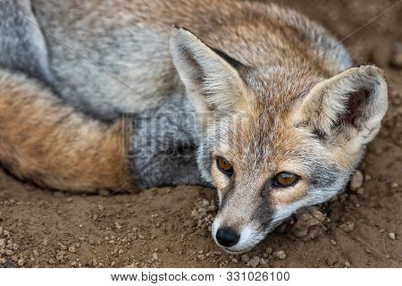 White Footed Fox Or Desert Fox Or Vulpes Vulpes Pusilla Closeup Image At Tal Chhapar Sanctuary, Raja
