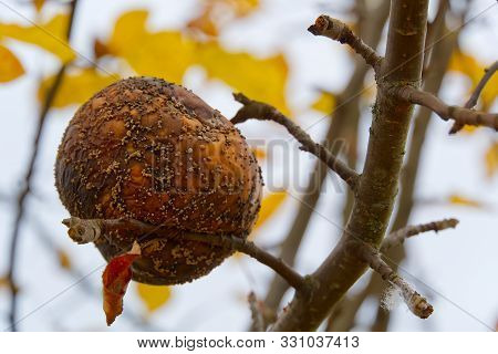 Rotten Apple On Apple Tree, Close Up Photo