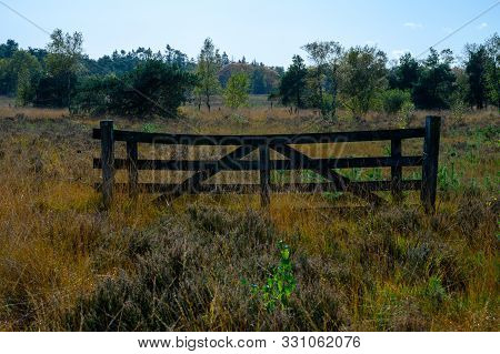 Autumn In North Brabant, Landscape With Kempen Forest And Moorland In October, Netherlands