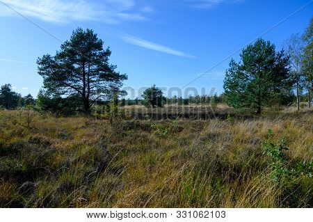 Autumn In North Brabant, Landscape With Kempen Forest And Moorland In October, Netherlands
