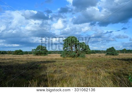 Autumn In North Brabant, Landscape With Kempen Forest And Moorland In October, Netherlands