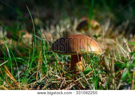 Forest Mushrooms Growing In Kempen Forest, North Brabant, Netherlands