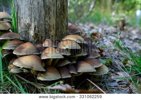 Forest Mushrooms Growing In Kempen Forest, North Brabant, Netherlands
