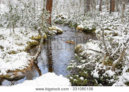 Snowy Swamp, Stream In The Forest, Trees And Bushes Covered With Snow After First Snowfall
