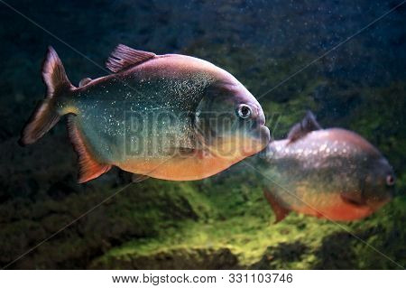 Red-bellied Piranha Pygocentrus Nattereri Or Red Piranha In Their Habitat.
