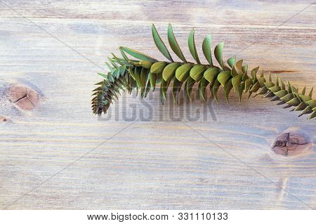 Decorative Branch Of Evergreen Araucaria Tree ( Bunya Pine ) On A Rustic Background