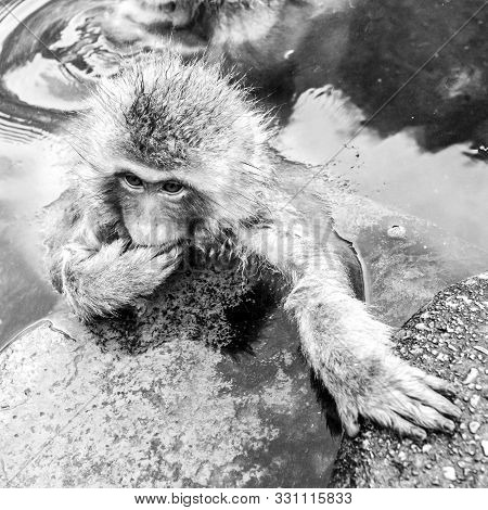 Snow Monkey Baby Sitting In A Hot Spring.cute Japanese Macaque (macaca Fuscata) From Jigokudani Monk