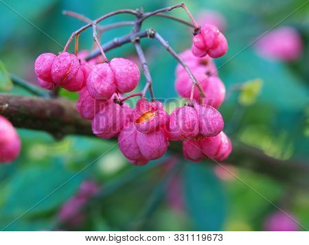 Beautiful Pink Berries Of The Spindle Tree Euonymus Europaea