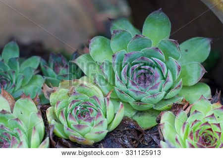 Youngly Stone Rose And Sedum Are Succulent Plants Of The Family Crassulaceae. Close-up. Selective Fo