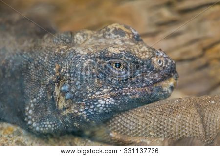 The Face Of A Common Chuckwalla In Closeup, Tropical Lizard, Iguana Specie From Mexico
