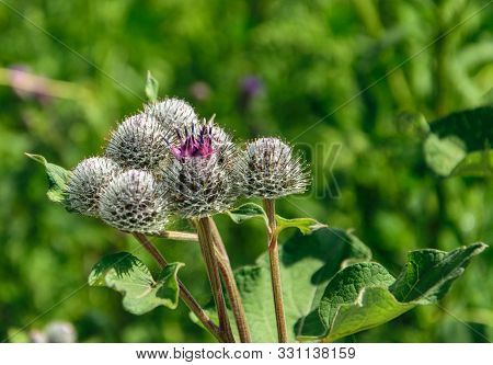 Medicinal Herb Burdock , Blooming Pink Large Burdock Closeup On A Green Background.