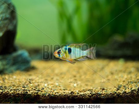 Ram Cichlid (mikrogeophagus Ramirezi) In A Fish Tank