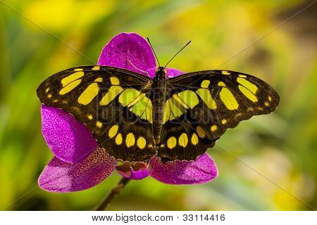 Siproeta Stelenes farfalla sul fiore orchidea