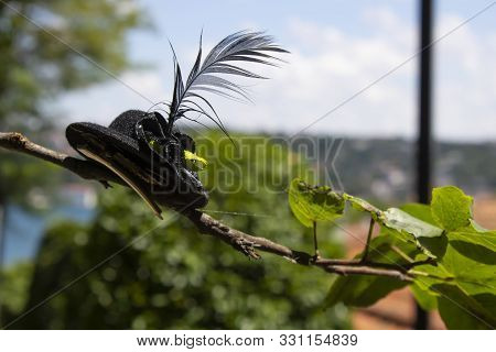 Black Tiny Ladys Hat Laid Out On Tree Branch.