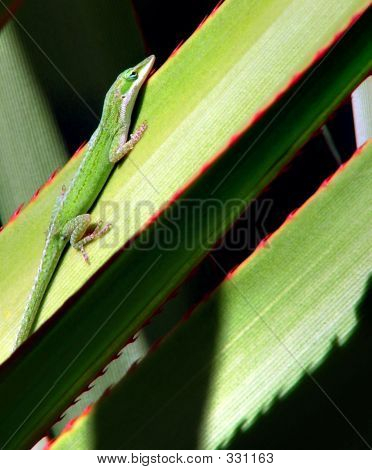 Anole