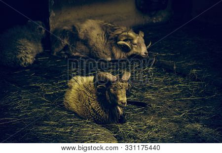 Muflon On A Farm