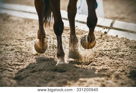 The Graceful Legs Of A Bay Unshod Horse Galloping Across A Sandy Arena Raise Dust In The Bright Sunl