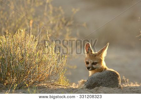 Cape Fox (vulpes Chama) Laying On The Sand In Kalahari Desert. Cape Fox In Evening Sun With Dry Yell