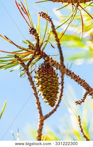 Lower Closeup Of A New Green Pine Cone Hanging On A Branch Of A Coniferous Tree In Tuscany