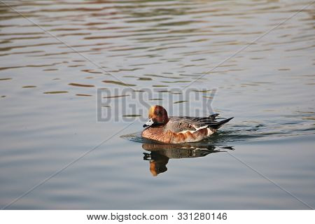 Wild Red Duck Swimming In The Lake - Wildlife