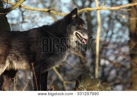 A North American Wolf Canis Lupus Staying In The Forest Calm