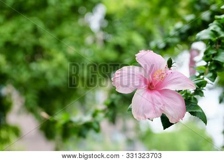 Beautiful Flower, A Fresh Pink Hibiscus Or Bunga Raya Flower On Green Leaves Blooming In Green Garde