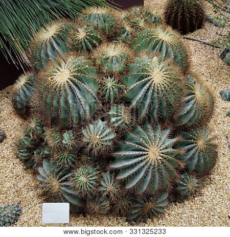 Barrel Cactus Isolated In A Bunch; Found Generally In Deserts.