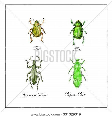 Vintage Victorian Drawing Illustration Of A Collection Of Insects Like The Beetle, Broad-nosed Weevi