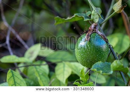 A Passion Fruit On The Vine. Close Up Of Passion Fruit On The Vine, Selective Focus