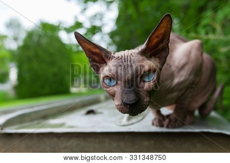 Relaxed Cat Is Enjoying The Great Outdoors While Laying On An Upside-down Paddleboat.